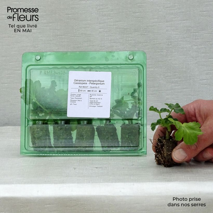 Example of Géranium interspécifique Cassiopeia - Pelargonium   Mini-motte Ø 3/4 cm as you get in printemps