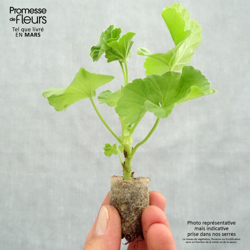 Spécimen de Géranium interspécifique TwoInOne White Mini-mottes  Mini-motte Ø 3/4 cm tel que livré au printemps