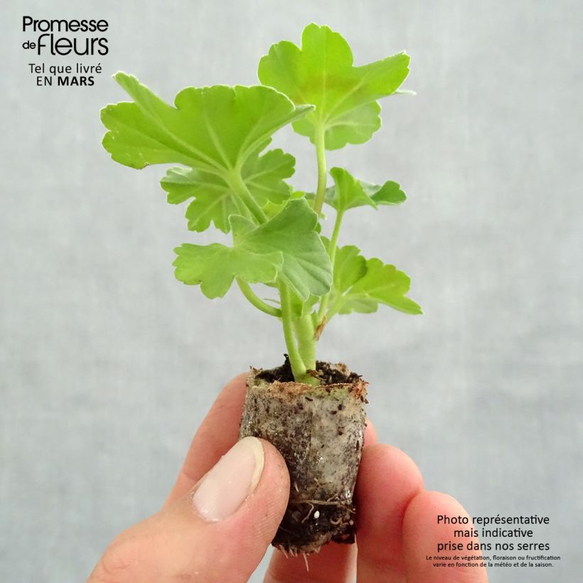 Example of Géranium interspécifique TwoinOne Dark Red - Pelargonium Mini-motte Ø 3/4 cm, Livré en plant vert de 5 à 10 cm de hauteur as you get in printemps