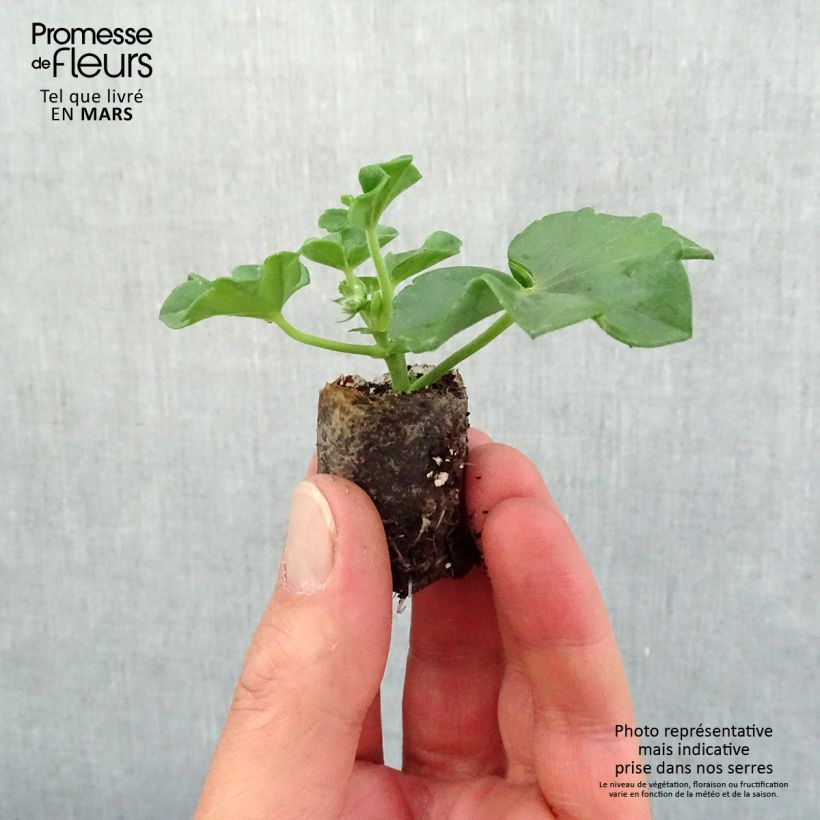 Example of Géranium-lierre Blanche Roche Mini-motte Ø 3/4 cm, Plant vert de 5 à 10 cm de haut as you get in printemps