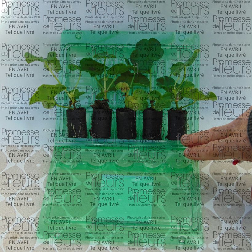 Exemple de spécimen de Géranium-lierre double Mexica Tomcat Mini-motte Ø 3/4 cm, Livré en plant vert de 5 à 10 cm de hauteur tel que livré