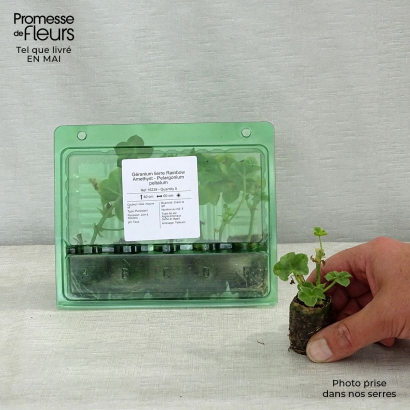 Example of Géranium lierre Rainbow Amethyst - Pelargonium peltatum  Mini-motte Ø 3/4 cm as you get in printemps