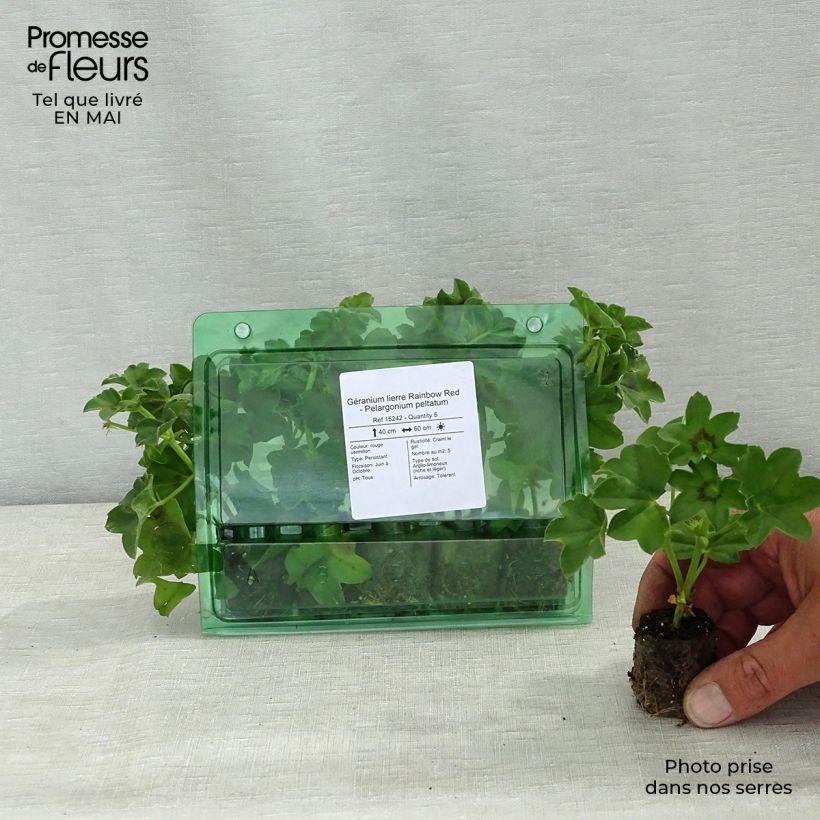 Example of Géranium lierre Rainbow Red - Pelargonium peltatum Mini-motte Ø 3/4 cm as you get in printemps