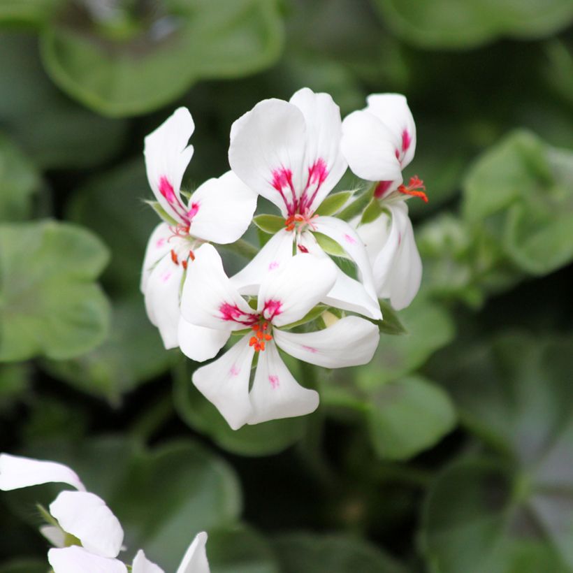 Géranium lierre Rainbow White - Pelargonium peltatum (Flowering)
