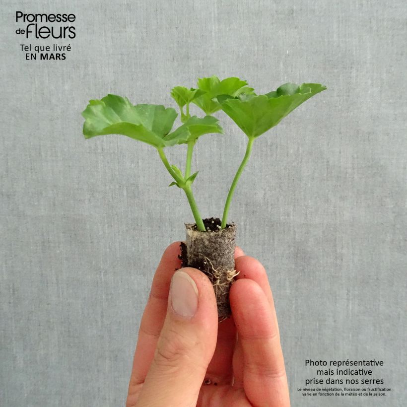 Spécimen de Géranium-lierre Roi des Balcons rose lilas Mini-motte Ø 1,5/2,5 cm, Plant vert de 5 à 10 cm de hauteur tel que livré au printemps