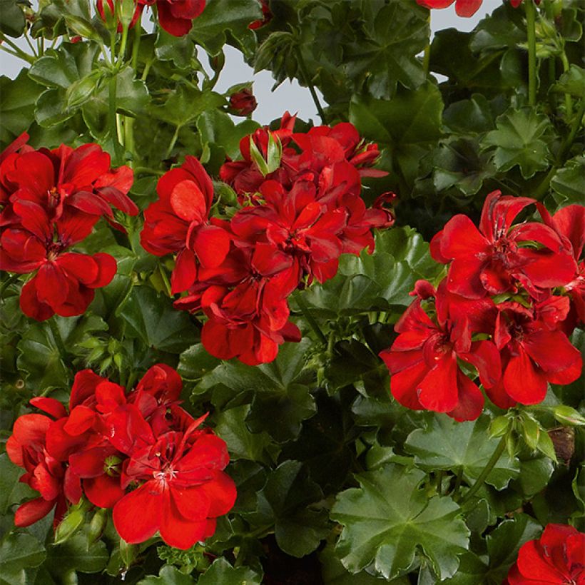 Géranium-lierre double Ruby (Flowering)