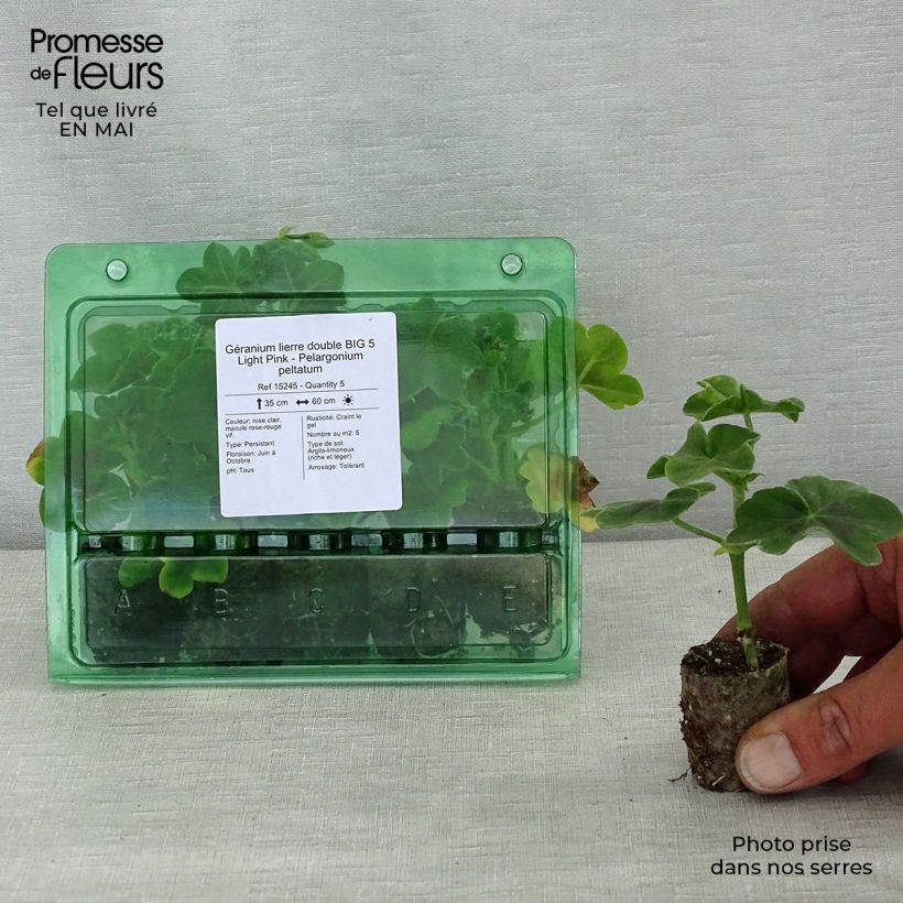 Example of Géranium lierre double BIG 5 Light Pink - Pelargonium peltatum Mini-motte Ø 3/4 cm as you get in printemps