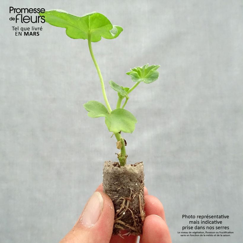 Spécimen de Géranium-lierre double Royal Blue    Mini-motte Ø 1,5/2,5 cm tel que livré au printemps