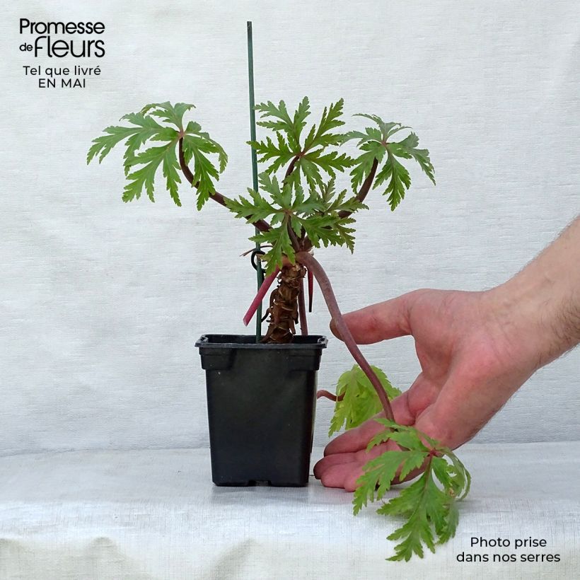 Spécimen de Géranium maderense - Géranium de Madère Godet de 7/8 cm, PERSISTANT tel que livré au printemps