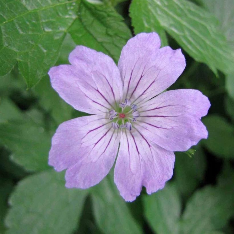 Geranium vivace nodosum Simon - Géranium noueux (Flowering)