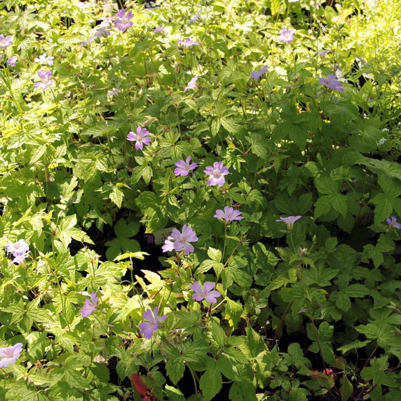 Geranium vivace nodosum Simon - Géranium noueux (Plant habit)
