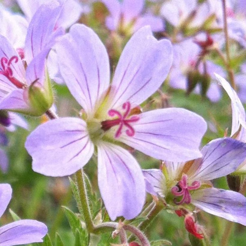 Geranium vivace Prélude (Flowering)