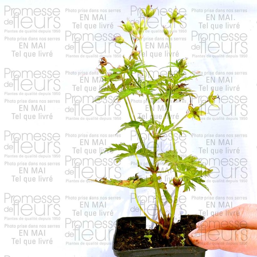 Exemple de spécimen de Géranium vivace psilostemon Eva Godet de 8/9 cm tel que livré