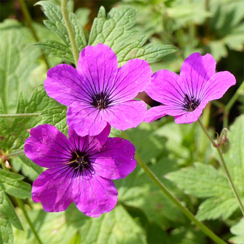 Geranium vivace psilostemon Red Admiral (Floraison)