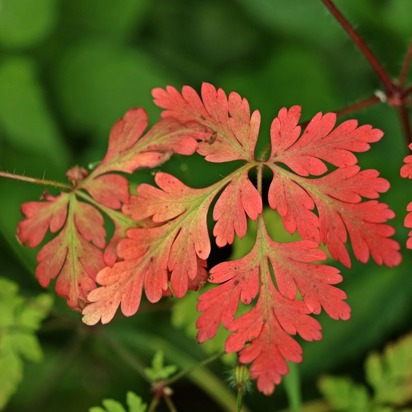 Geranium robertianum - Géranium Herbe à Robert (Foliage)