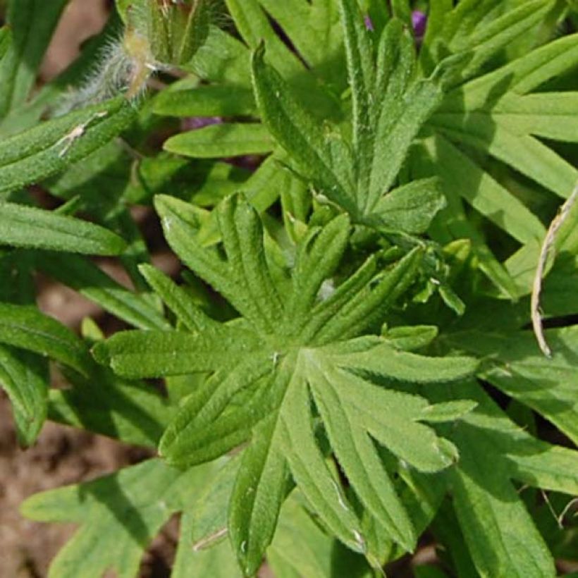 Géranium vivace sanguineum (Foliage)