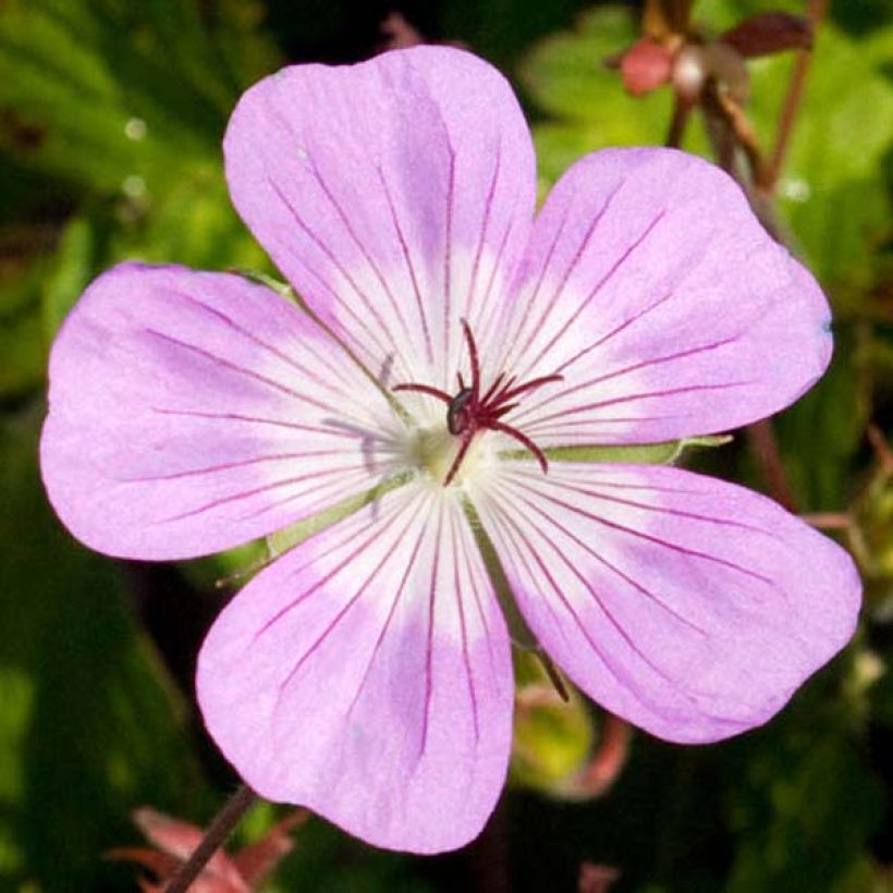 Geranium vivace Silvia's surprise (Flowering)