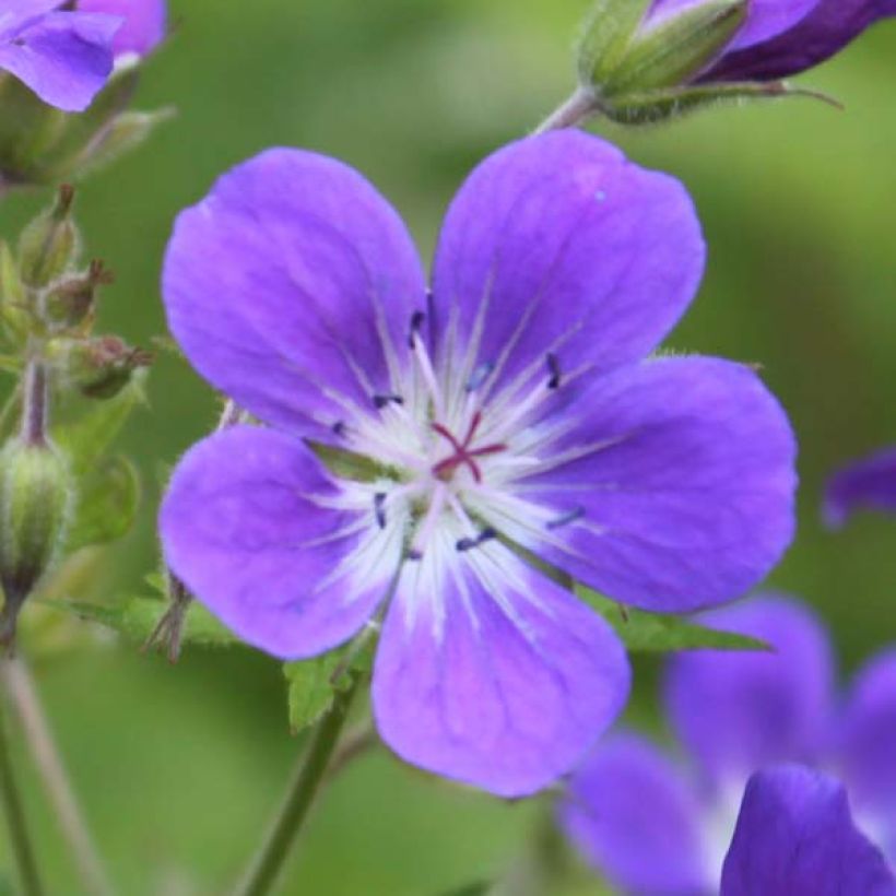 Geranium vivace sylvaticum Ice Blue (Flowering)