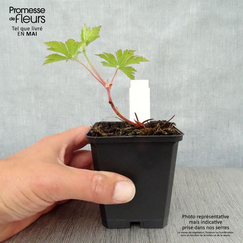 Example of Géranium vivace Ann Folkard Godet de 8/9 cm as you get in printemps