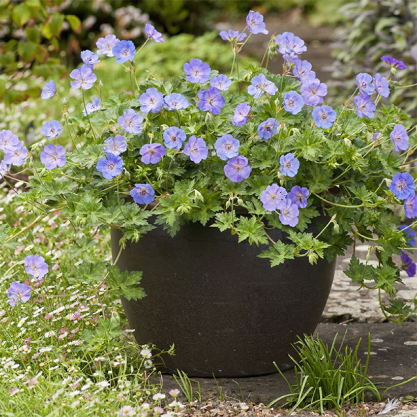 Géranium vivace Azure Rush (Plant habit)