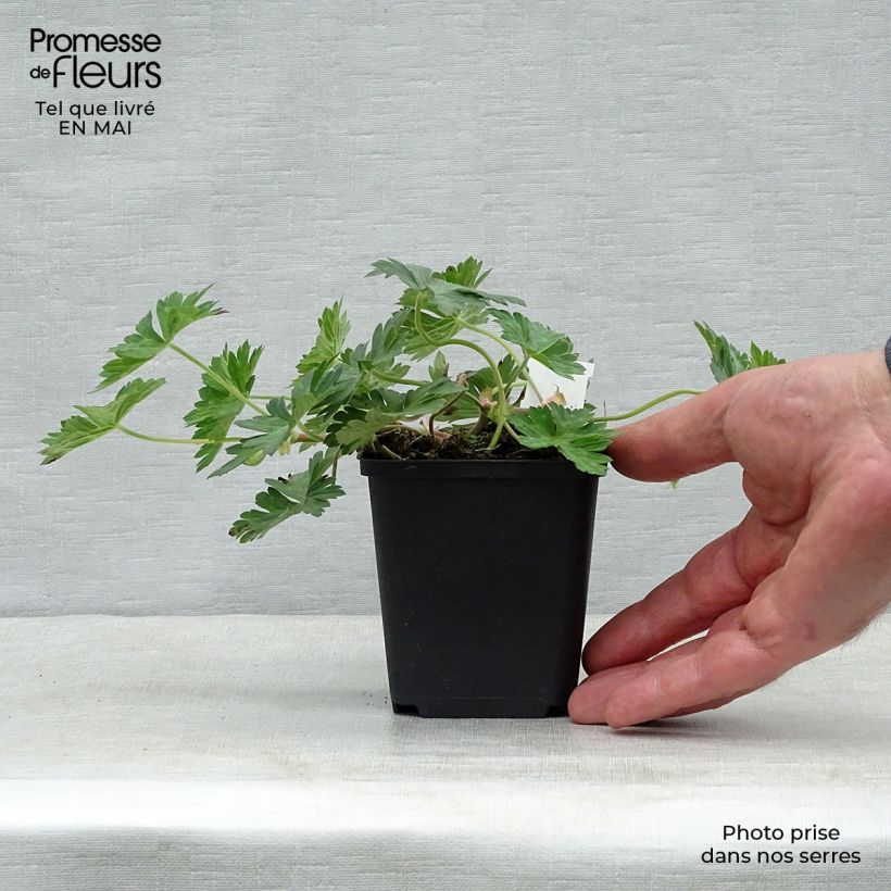 Example of Géranium vivace Azure Rush Godet de 8/9 cm as you get in printemps