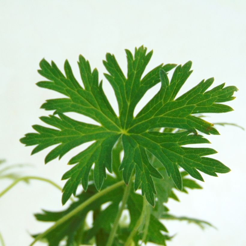 Geranium vivace Blue Cloud (Foliage)