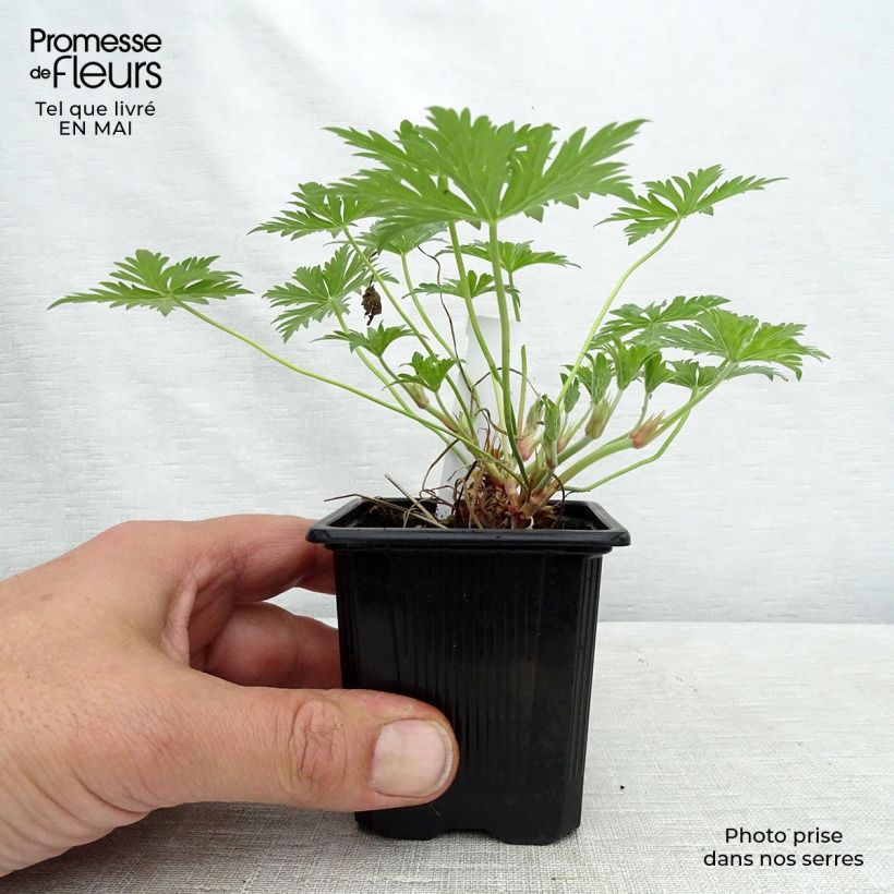 Example of Geranium vivace Blue Cloud Godet de 8/9 cm as you get in printemps