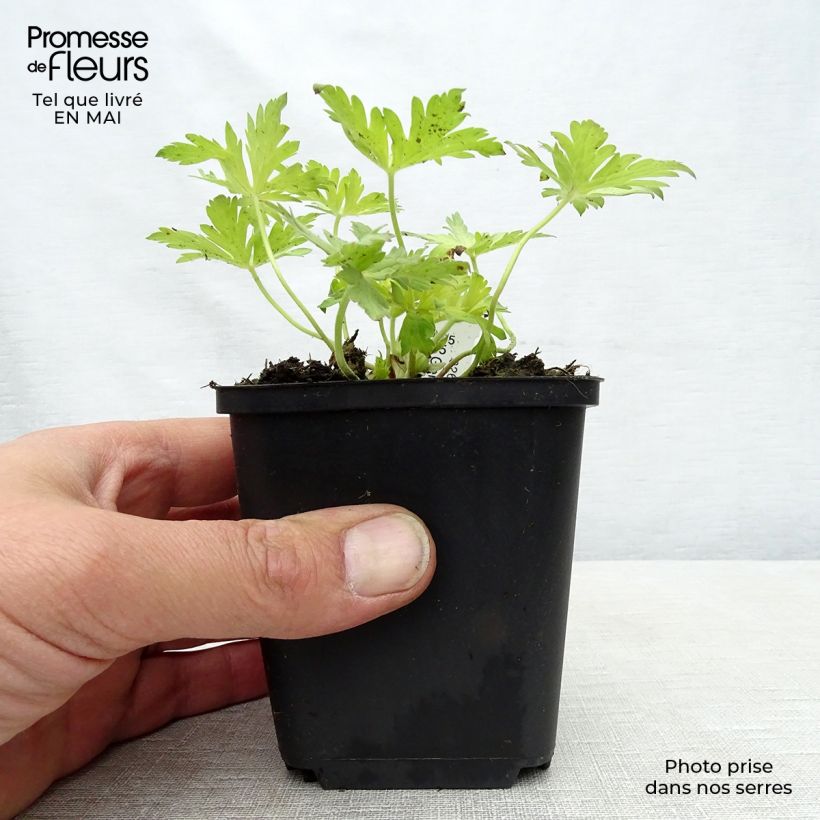 Example of Géranium vivace Blue Sunrise Godet de 8/9 cm as you get in printemps