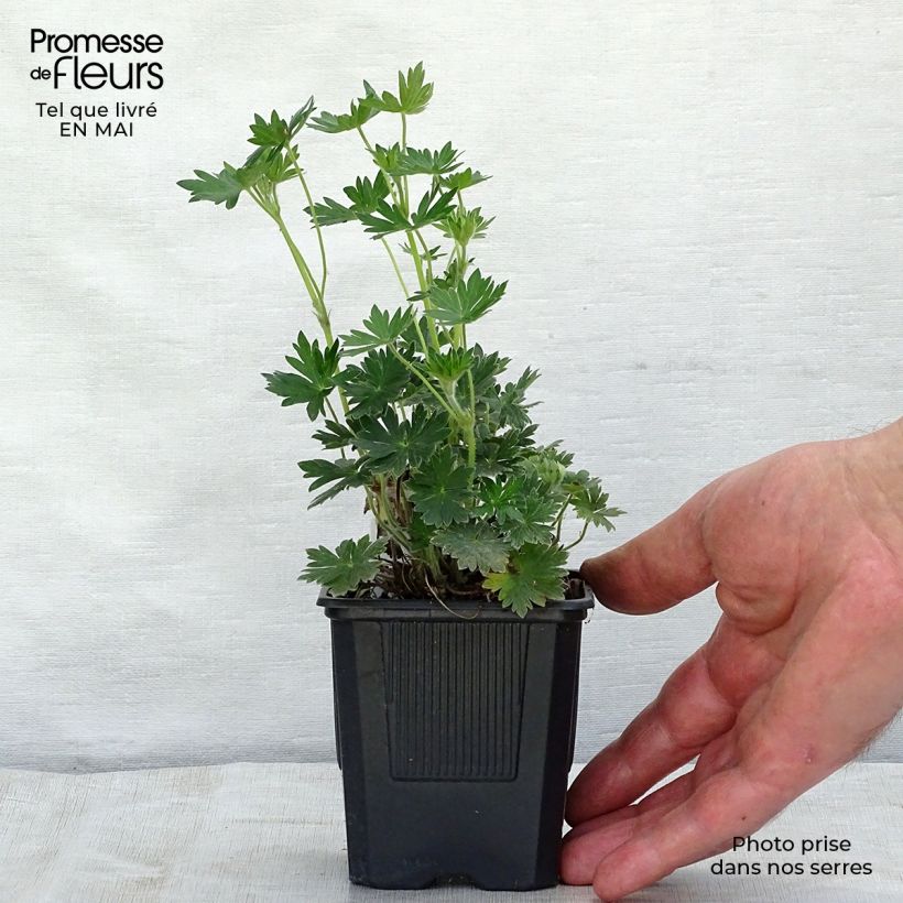 Example of Géranium vivace Blushing Turtle Godet de 8/9 cm as you get in printemps