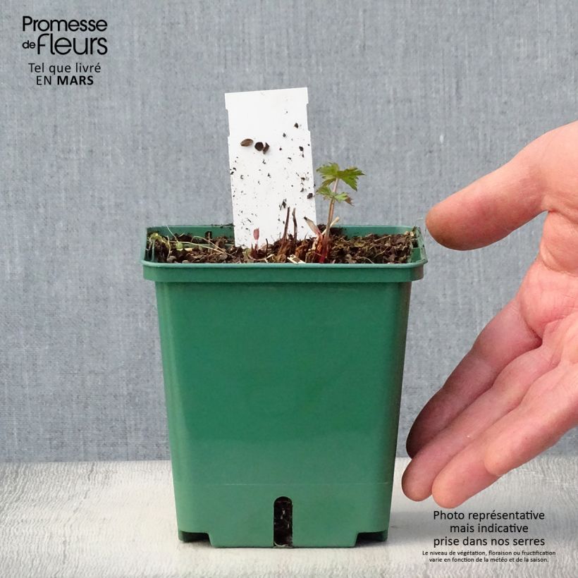 Example of Géranium vivace Brookside - Géranium vivace hybride bleu  Pot de 1L/1,5L as you get in printemps