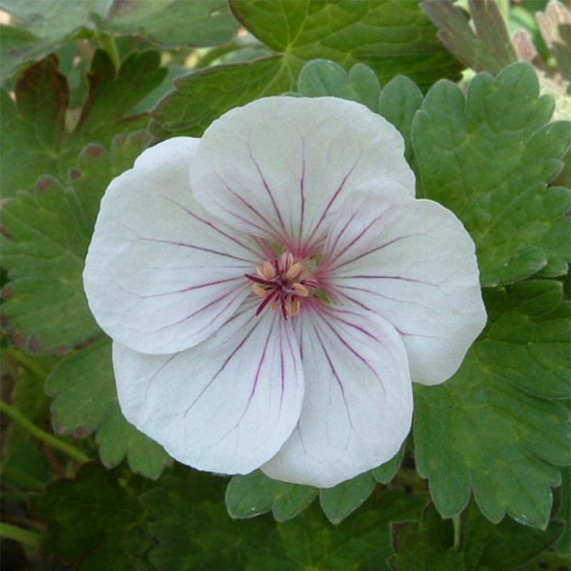 Geranium vivace Coombland White (Flowering)