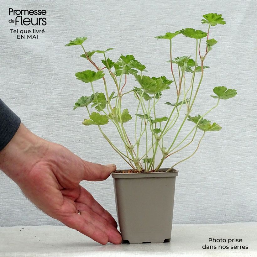 Example of Geranium vivace Coombland White Godet de 8/9 cm as you get in printemps