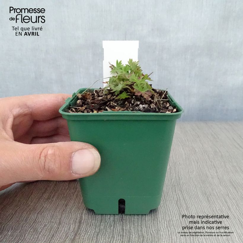 Example of Géranium vivace Dilys Godet de 8/9 cm as you get in printemps