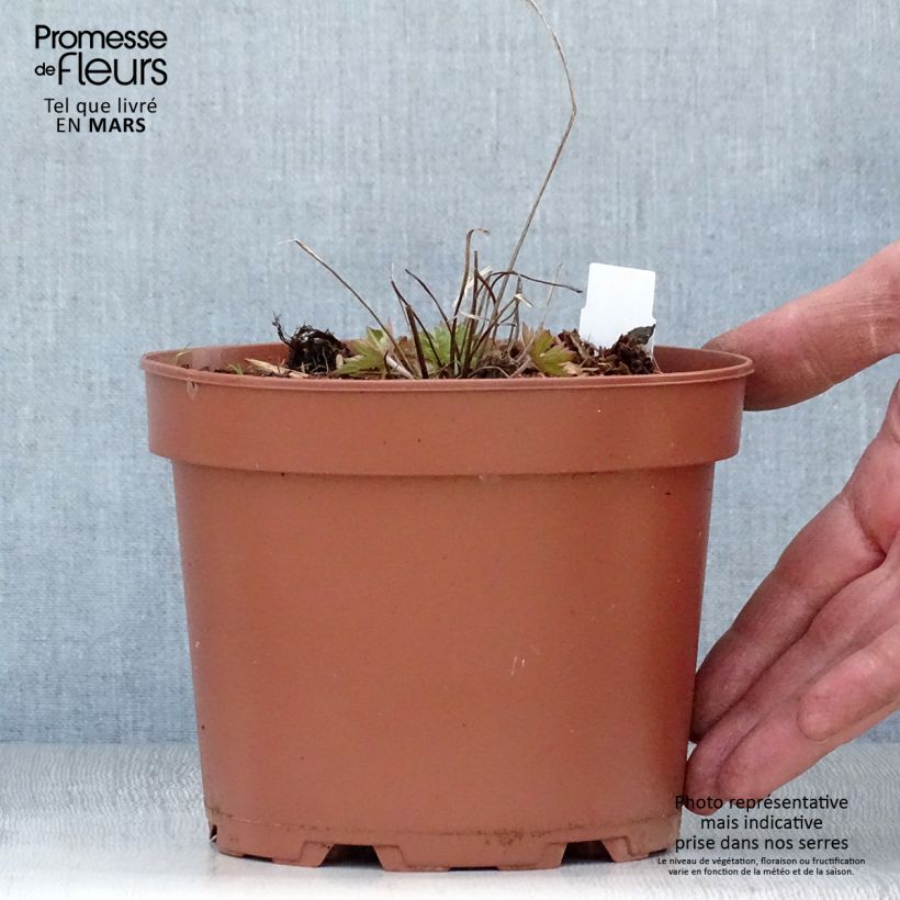 Example of Géranium vivace Dragon Heart Pot de 2L/3L as you get in printemps