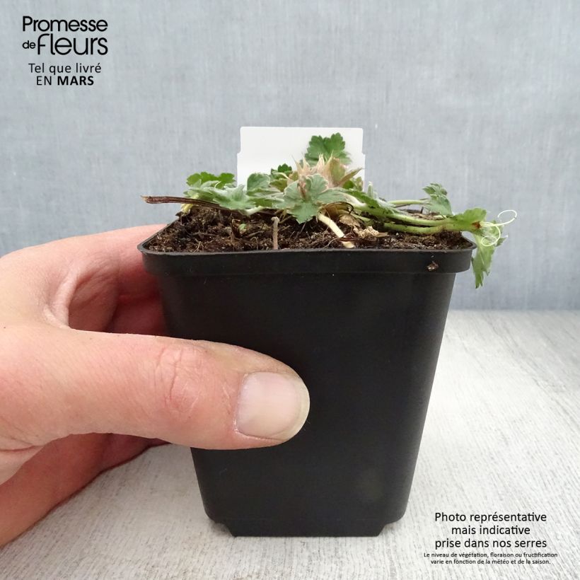 Example of Géranium vivace Dreamland Godet de 8/9 cm as you get in printemps