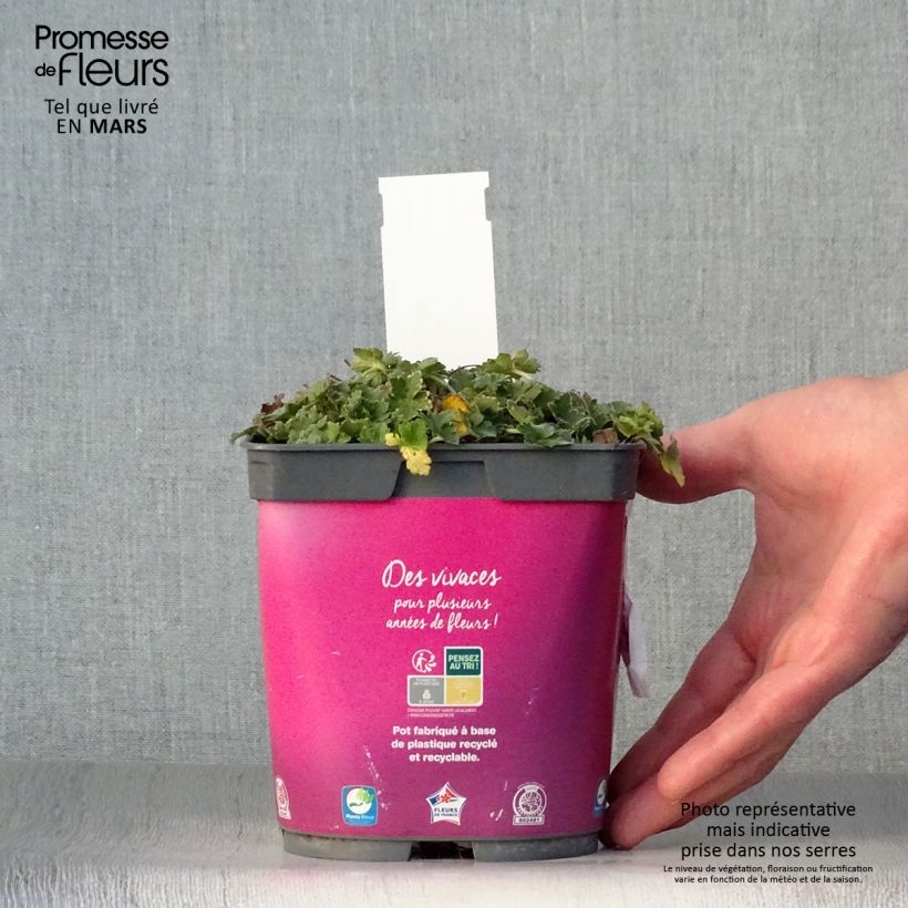 Example of Géranium vivace Dreamland Pot de 2L/3L as you get in printemps