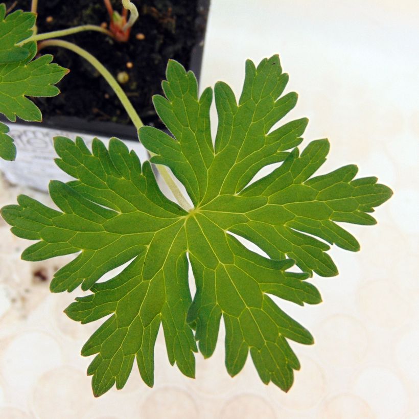 Geranium vivace Johnson's blue (Foliage)