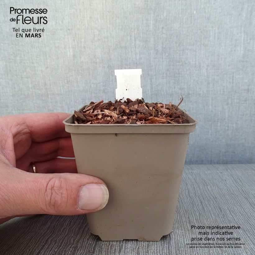 Example of Géranium vivace Kelly-Anne Godet de 8/9 cm as you get in hiver