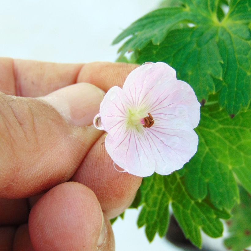 Geranium vivace Lilac Ice (Flowering)
