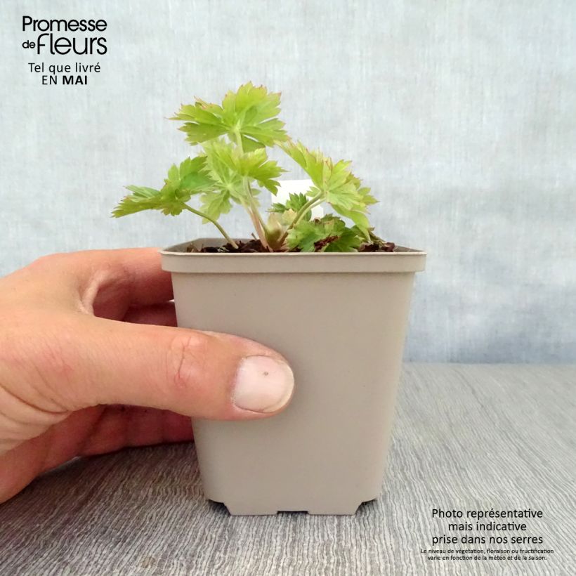 Example of Geranium vivace Lilac Ice Godet de 8/9 cm as you get in printemps