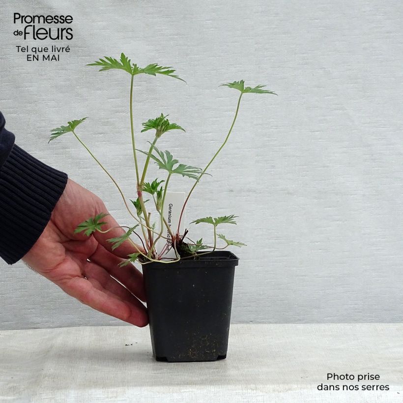 Example of Géranium vivace Orion Godet de 8/9 cm as you get in printemps