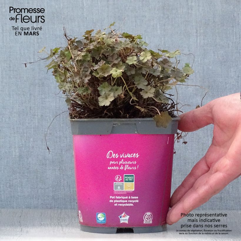 Example of Géranium vivace Orkney Cherry® Pot de 1,5L/2L as you get in printemps