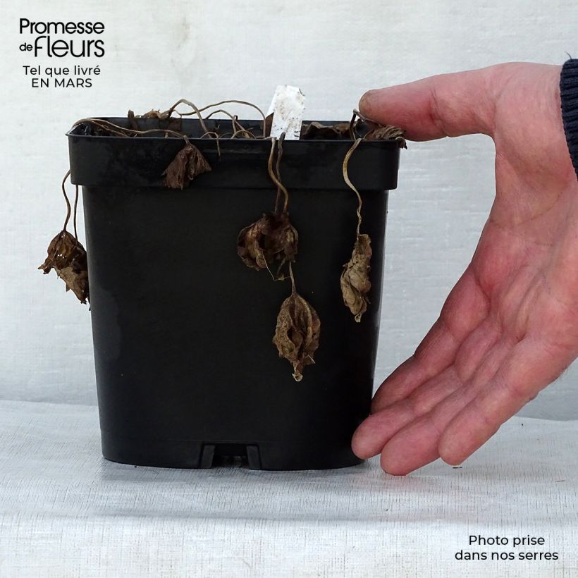 Example of Géranium vivace Patricia Pot de 1,5L/2L as you get in printemps