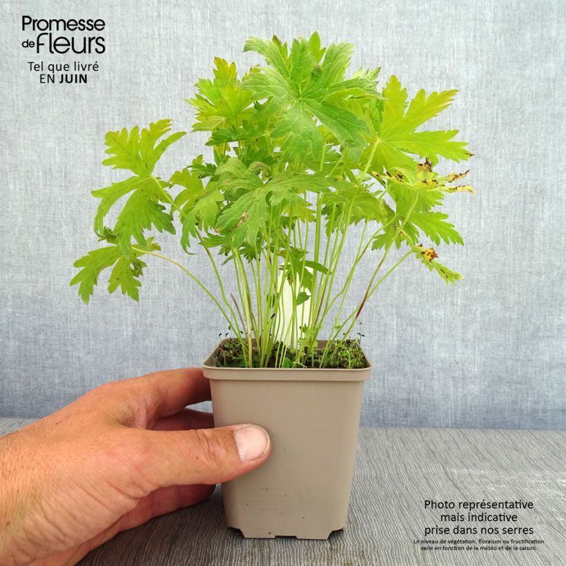 Example of Geranium vivace Prélude Godet de 8/9 cm as you get in printemps