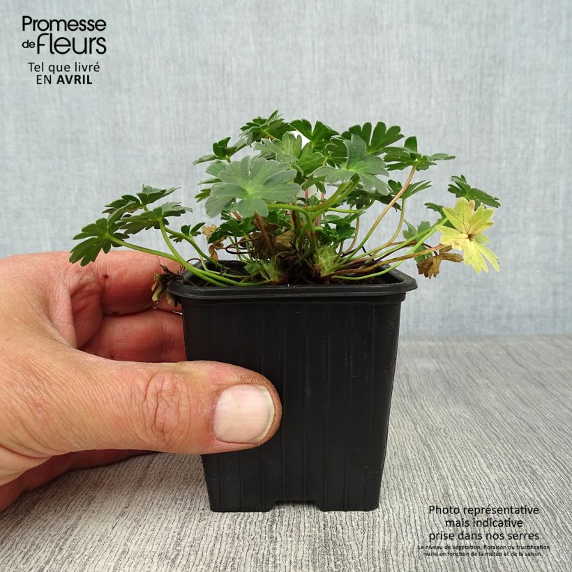 Example of Geranium vivace Rothbury Gem Godet de 8/9 cm as you get in printemps