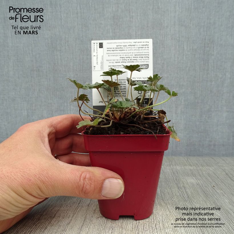 Example of Géranium vivace Rothbury Red Godet de 8/9 cm as you get in printemps