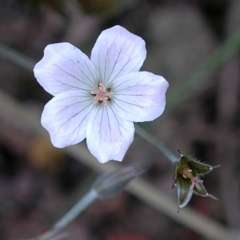 Géranium vivace Rothbury Red (Flowering)