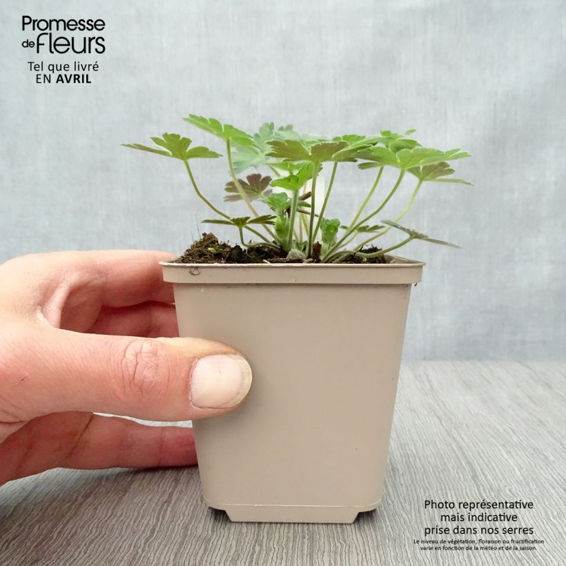 Example of Géranium vivace Salomé Godet de 8/9 cm as you get in printemps