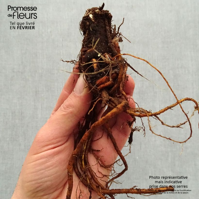 Spécimen de Géranium vivace Sandrine Racines nues, Qualité premium tel que livré en hiver