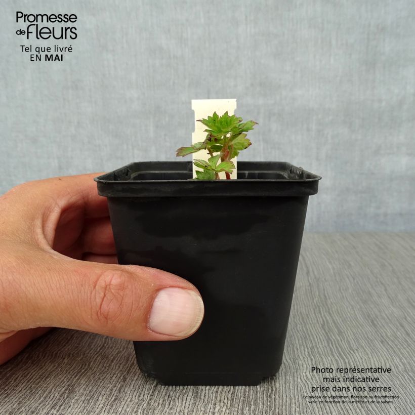 Example of Geranium vivace Silvia's surprise Godet de 8/9 cm as you get in printemps